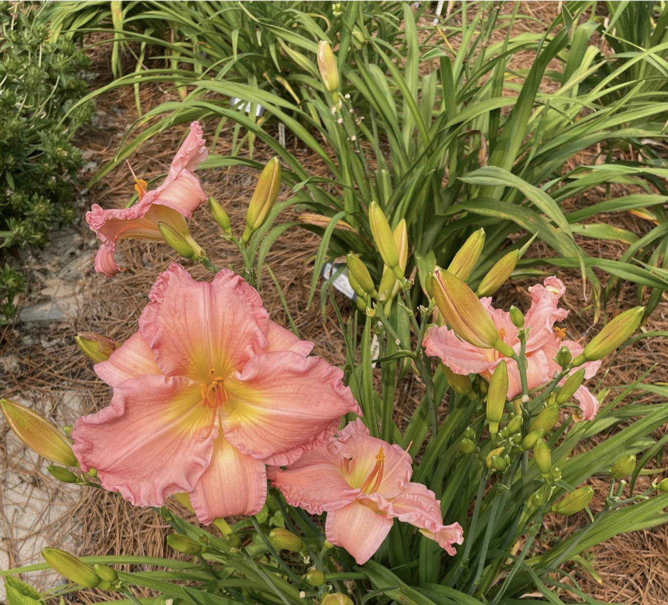South Sea Enchantment daylily